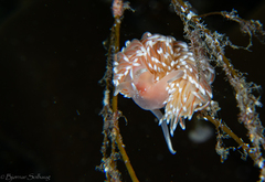 Facelina bostoniensis