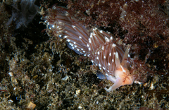 Facelina bostoniensis