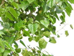 Ampelopsis cordata
