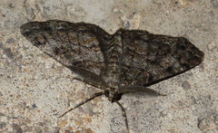 Deileptenia ribeata