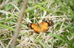 Tegosa