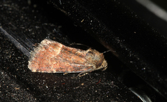 Photedes captiuncula