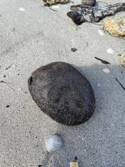 Clypeaster rosaceus