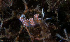 Facelina auriculata