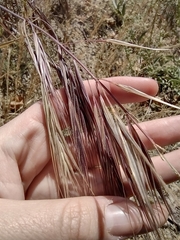Bromus diandrus
