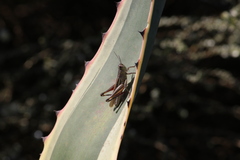 Eyprepocnemis plorans