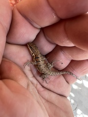 Urosaurus nigricauda