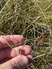 Carex oligosperma