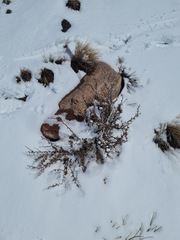 Berberis empetrifolia