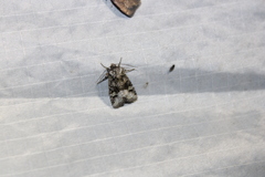 Lacinipolia olivacea