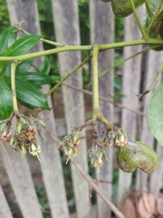 Anacardium occidentale
