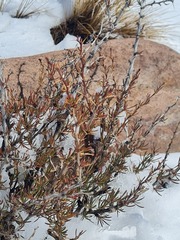 Berberis empetrifolia