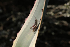 Eyprepocnemis plorans