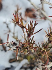 Berberis empetrifolia