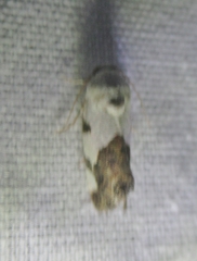 Tarache tetragona