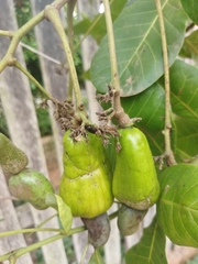Anacardium occidentale