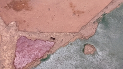 Paratrechina longicornis