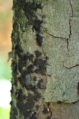 Biscogniauxia nummularia