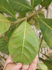 Anacardium occidentale