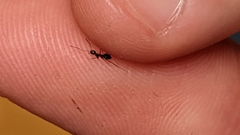 Paratrechina longicornis