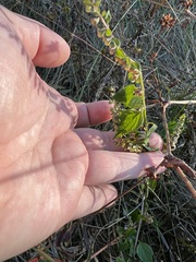Scutellaria lateriflora