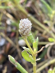 Blutaparon vermiculare
