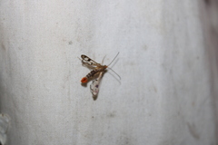Synanthedon acerni