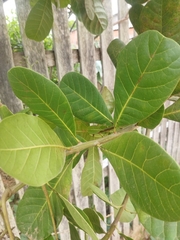 Anacardium occidentale
