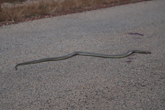 Pseudechis australis