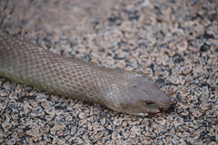 Pseudechis australis