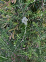 Ozothamnus diosmifolius