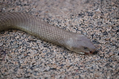 Pseudechis australis