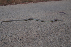 Pseudechis australis