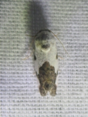 Tarache tetragona