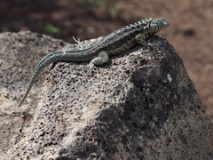 Microlophus indefatigabilis