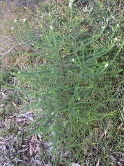 Ozothamnus diosmifolius