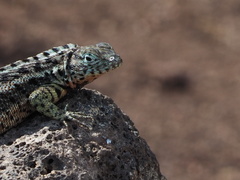 Microlophus indefatigabilis