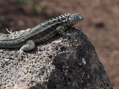 Microlophus indefatigabilis