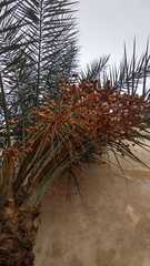 Phoenix dactylifera