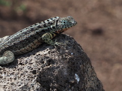 Microlophus indefatigabilis