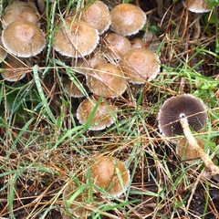 Psathyrella