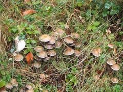 Psathyrella