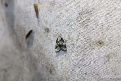 Exasperating Platynota Moth photo 3