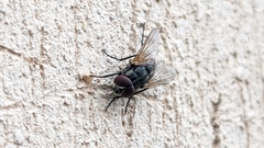 Diptera