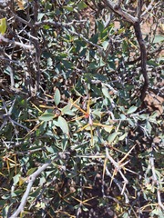Berberis grevilleana