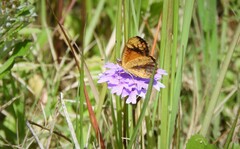 Tegosa