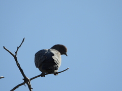 Patagioenas maculosa
