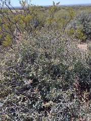 Berberis grevilleana