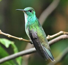 Chrysuronia versicolor