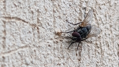 Diptera